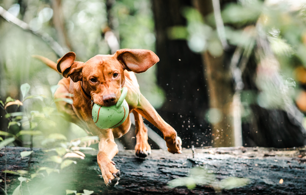 Laisser son chien en liberté en balade : Comment lui apprendre à marcher sans laisse et maîtriser le rappel ?