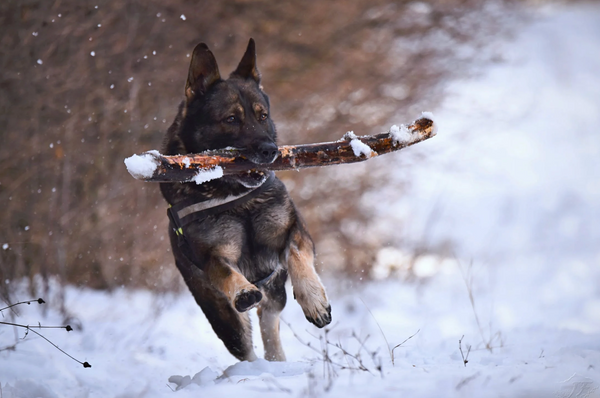 Le chien et le froid : s'adapter, prévenir et secourir