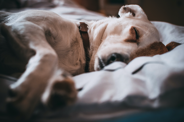 Tout savoir sur le sommeil du chien