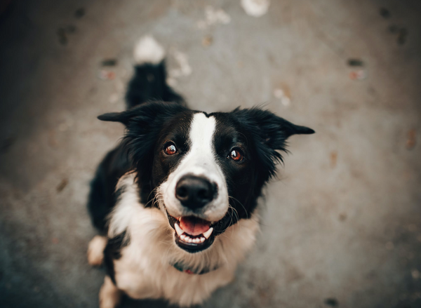 Mon chien reconnaît-il son nom ?