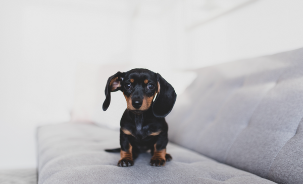 Comment apprendre à mon chien à rester seul ?