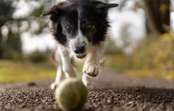 Mon chien grogne : est-il dangereux ?
