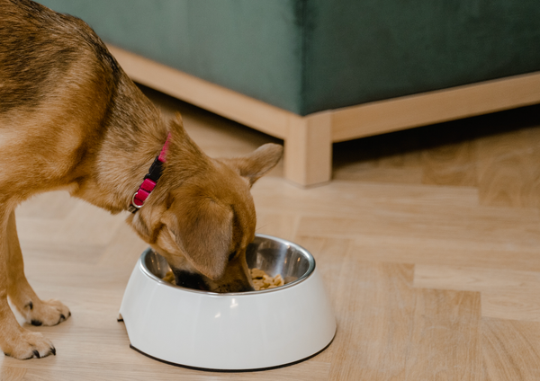 Tout savoir sur le Barf, l'alimentation originelle du chien