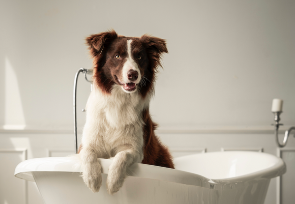 Pourquoi et comment laver votre chien : conseils et astuces pour un toilettage réussi !