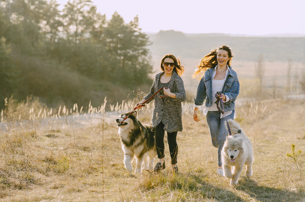 Avoir un jardin rend-il mon chien heureux ?