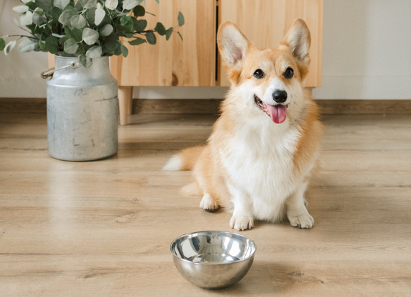 Quelle alimentation choisir pour mon chien ?