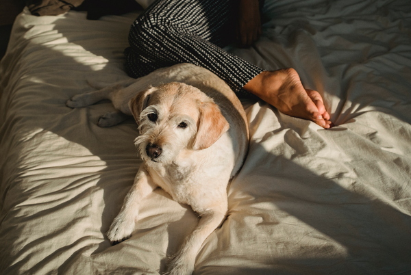 Dormir avec son chien peut être bénéfique !