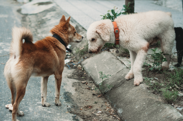 Comment gérer les croisements avec d'autres chiens ?