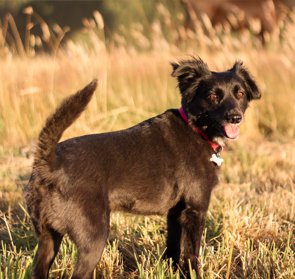 Un chien qui remue la queue n’est pas forcément heureux !