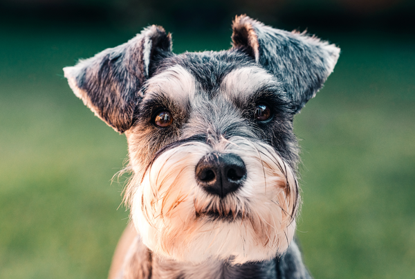 Pourquoi laisser votre chien sentir son environnement est essentiel ?