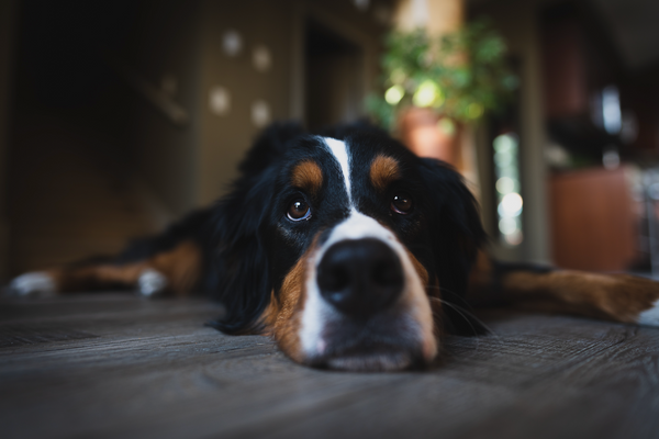 Pourquoi mon chien a t-il la diarrhée ? Quand s'inquiéter ? Comment le soigner ?