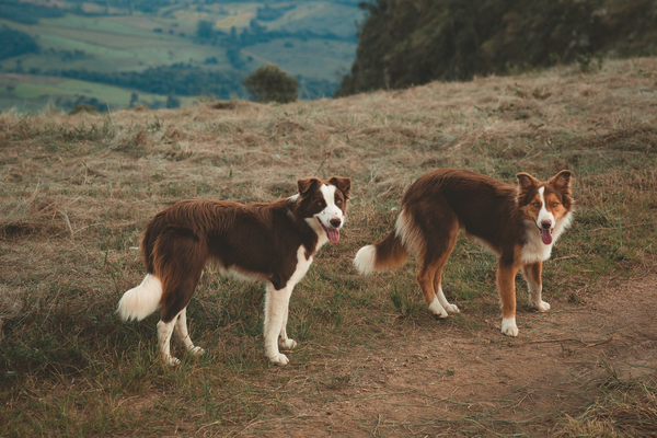 Comment savoir si je dois adopter un deuxième chien ?