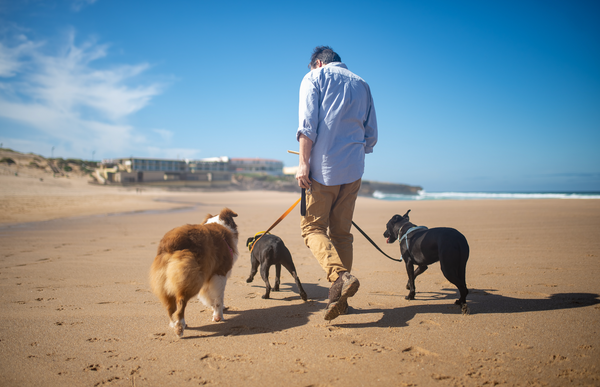L'importance d'adapter le temps de sortie selon l'âge du chien