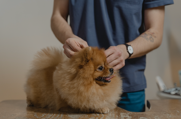 Les 5 maladies les plus fréquentes du chien