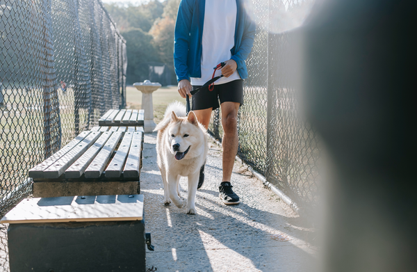 Les parcs pour chiens : bonne ou mauvaise idée pour votre compagnon ?