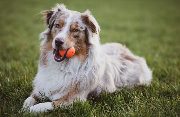 La protection de ressource chez le chien : comment gérer ?