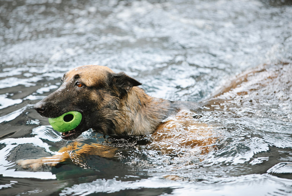 Top 5 des activités nautiques à pratiquer avec son chien