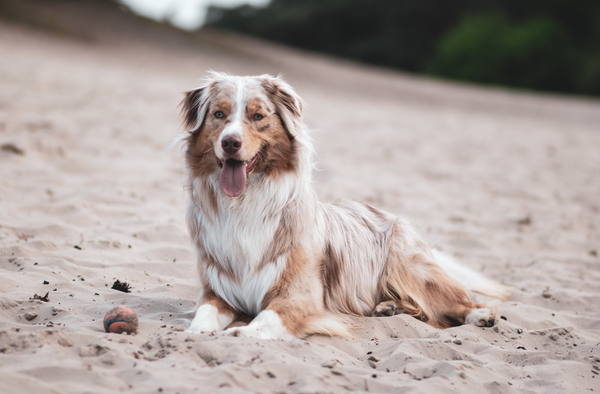 Tout savoir sur le Berger Australien , le chien n°1 dans le coeur des français