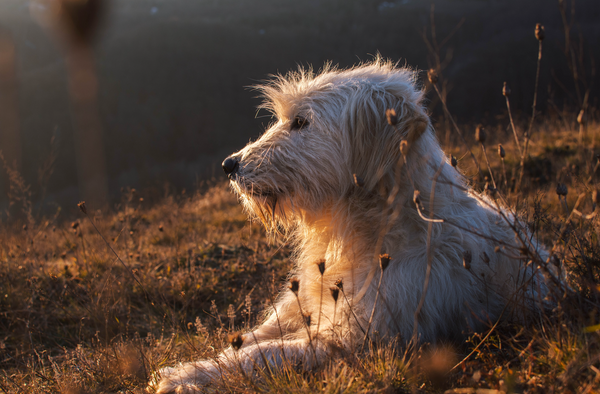 Que faire lorsque vous perdez votre chien ?