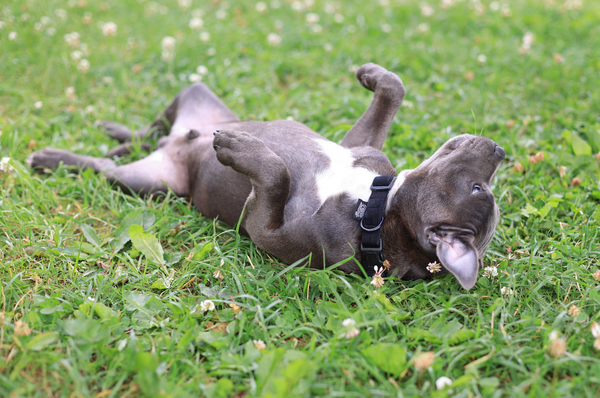 Pourquoi arrive t-il que mon chien se roule sur le dos pendant la balade ?