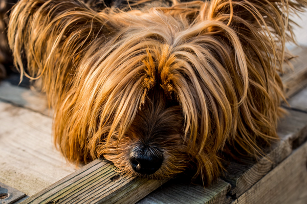 Le syndrome des petits chiens : pourquoi sont-ils souvent plus bruyants ?
