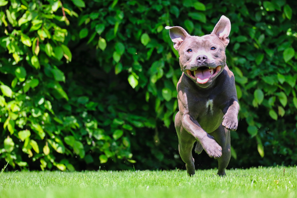 L'obérythmé, et si on dansait avec son chien ?