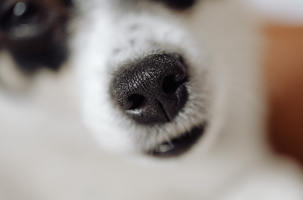 Ce qu'il ne faut jamais faire quand on veut adopter un chien !