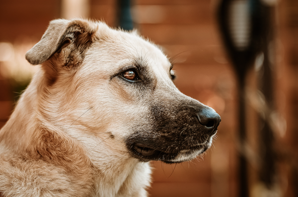 La psychologie canine : comprendre le comportement de votre chien