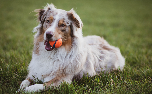 Comment apprendre à son chien à ramener la balle : Guide étape par étape