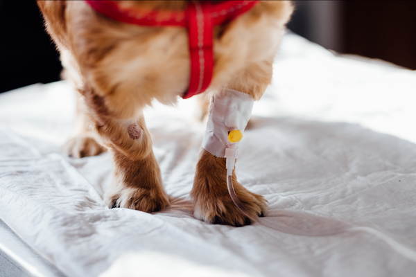 Assurance pour chien : est-elle nécessaire ?