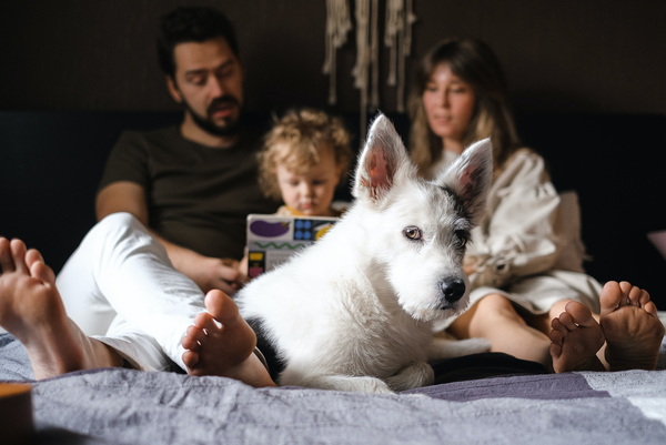 Les français et leur chien: une relation unique