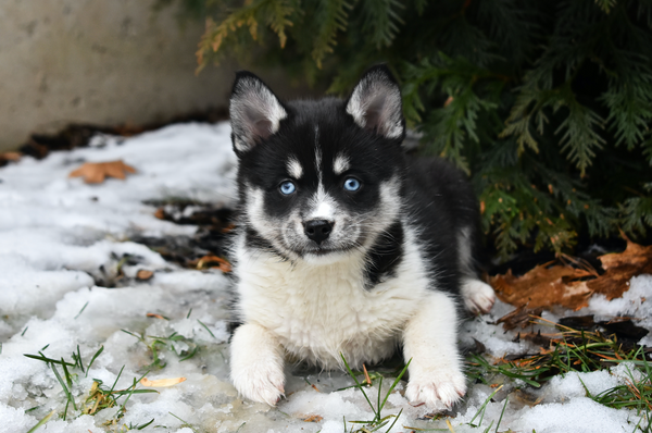 Le Pomsky : une nouvelle race de chien adorable !