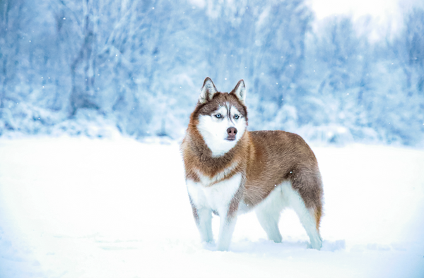 Tout savoir sur le Husky sibérien