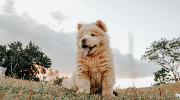 Pourquoi un chien à poil épais ne ressent-il pas plus de chaleur ?