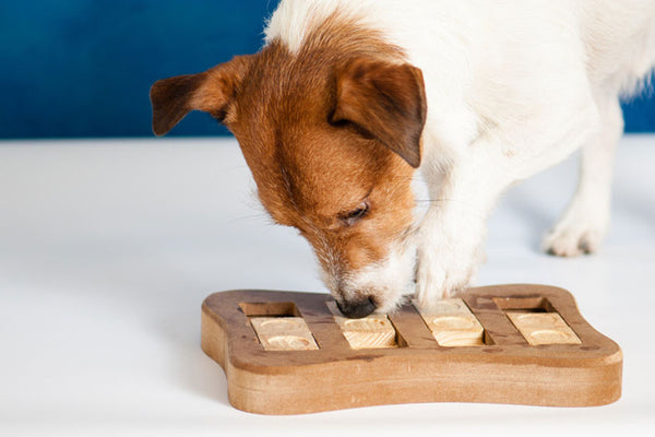 Les jouets intelligents pour chien : Pourquoi ils sont importants et comment choisir le bon ?