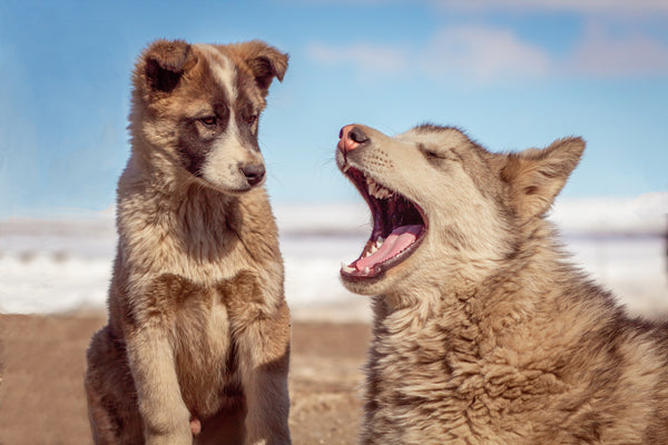 Que signifie le bâillement du chien ?