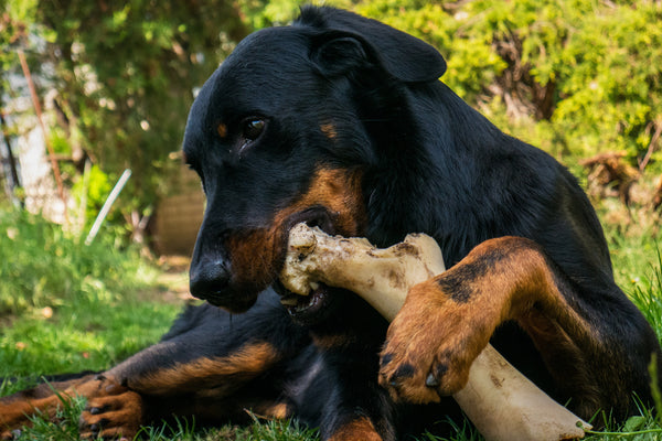 L'importance de la mastication pour le bien-être et la santé de votre chien