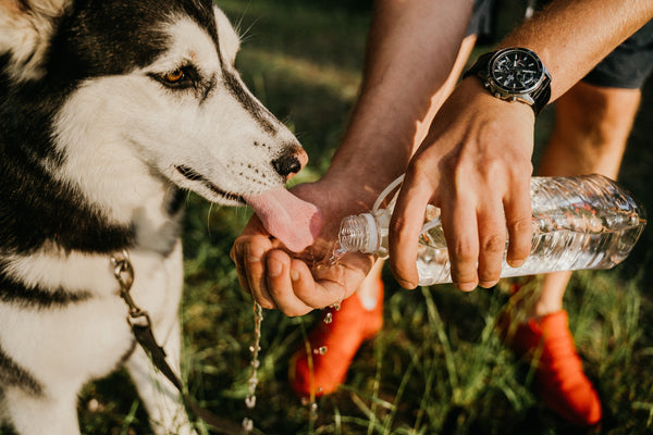 Le chien et la chaleur : s'adapter, prévenir et secourir