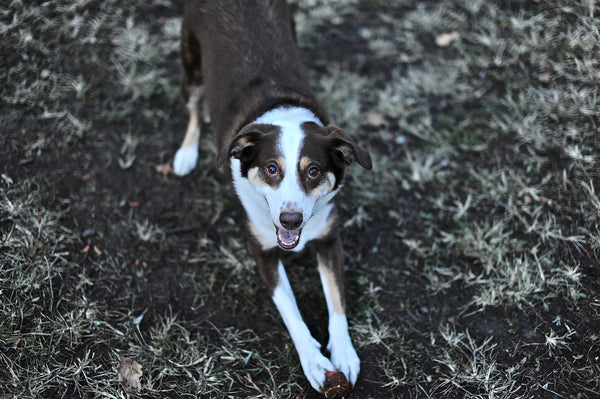 Mon chien n'est jamais fatigué, comment faire ?