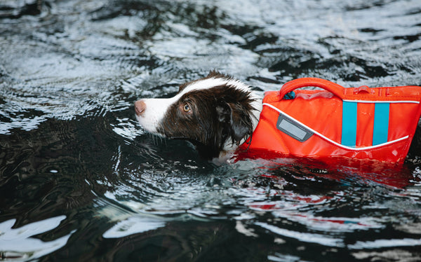 Le chien nage-t-il par instinct ou faut-il lui apprendre ?