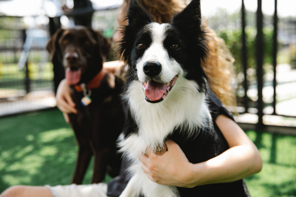 Mon chien peut-il vraiment être jaloux ?