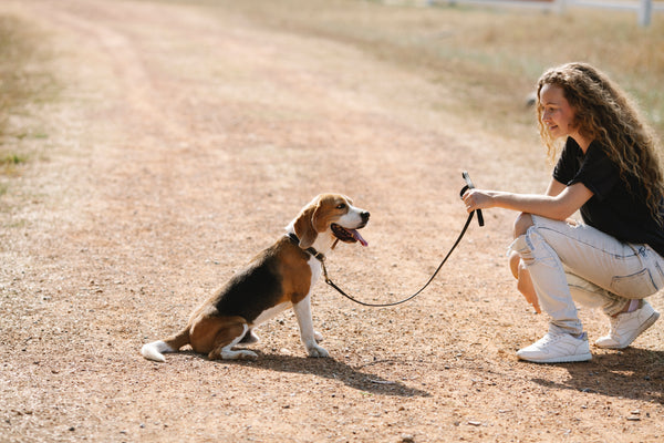 5 raisons pour lesquelles il est important de varier les balades de votre chien