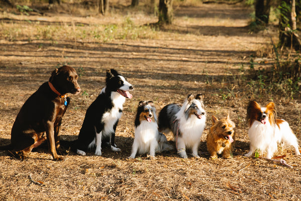 Mon chien est agressif avec ses congénères : comment faire ?