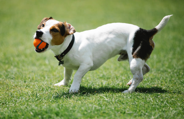 Les races de chiens qui vivent le plus longtemps