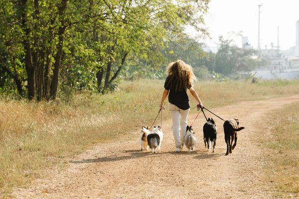 Apprendre à mon chien à ne pas tirer en laisse en 3 étapes