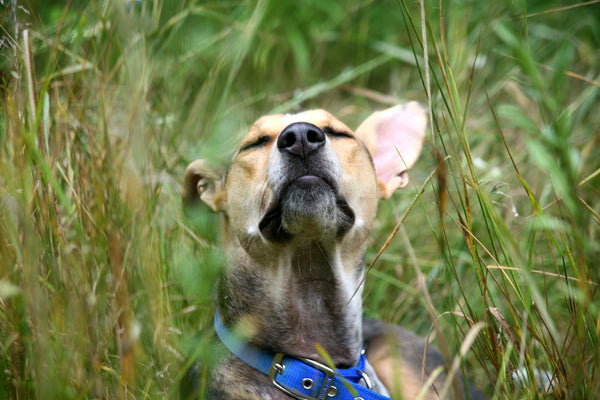Comment nettoyer les oreilles de mon chien ?