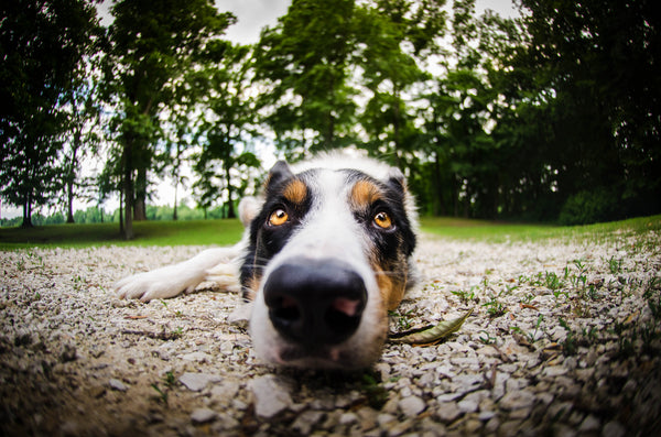 Les chiens détecteurs de maladies : des vies sauvées grâce à leur odorat exceptionnel