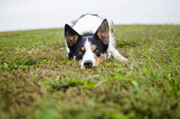 Pourquoi mon chien se couche t-il lorsqu'il voit un congénère ?