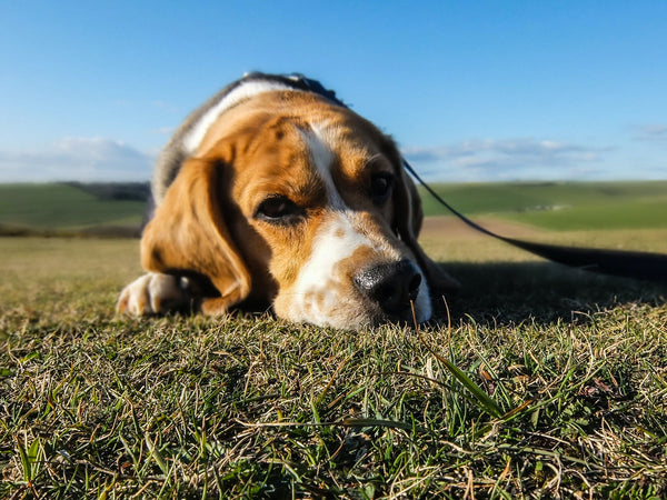 Pourquoi les chiens de chasse aboient-ils plus que les autres ?