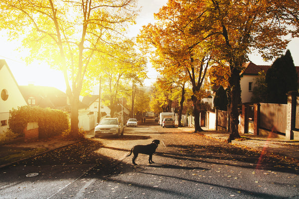 Pourquoi mon chien fugue ? Comprendre et résoudre le problème